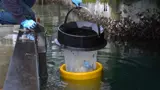 Seabin collecting rubbish in Sydney's Harbour